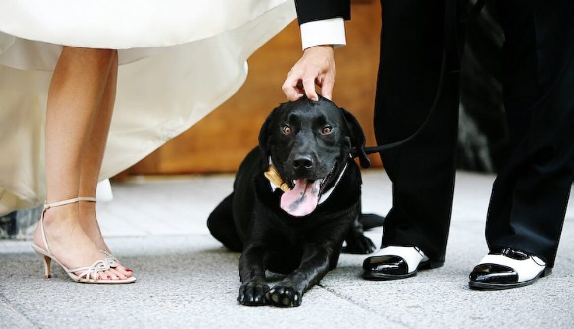 dog+bride+and+groom_.jpg