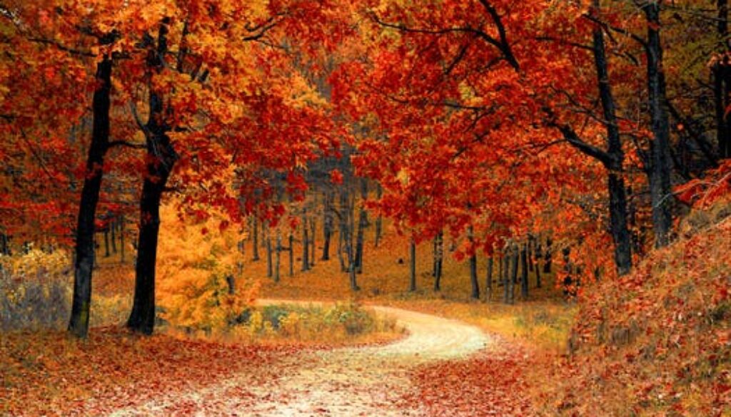fall-autumn-red-season.jpg